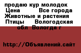 продаю кур молодок. › Цена ­ 320 - Все города Животные и растения » Птицы   . Вологодская обл.,Вологда г.